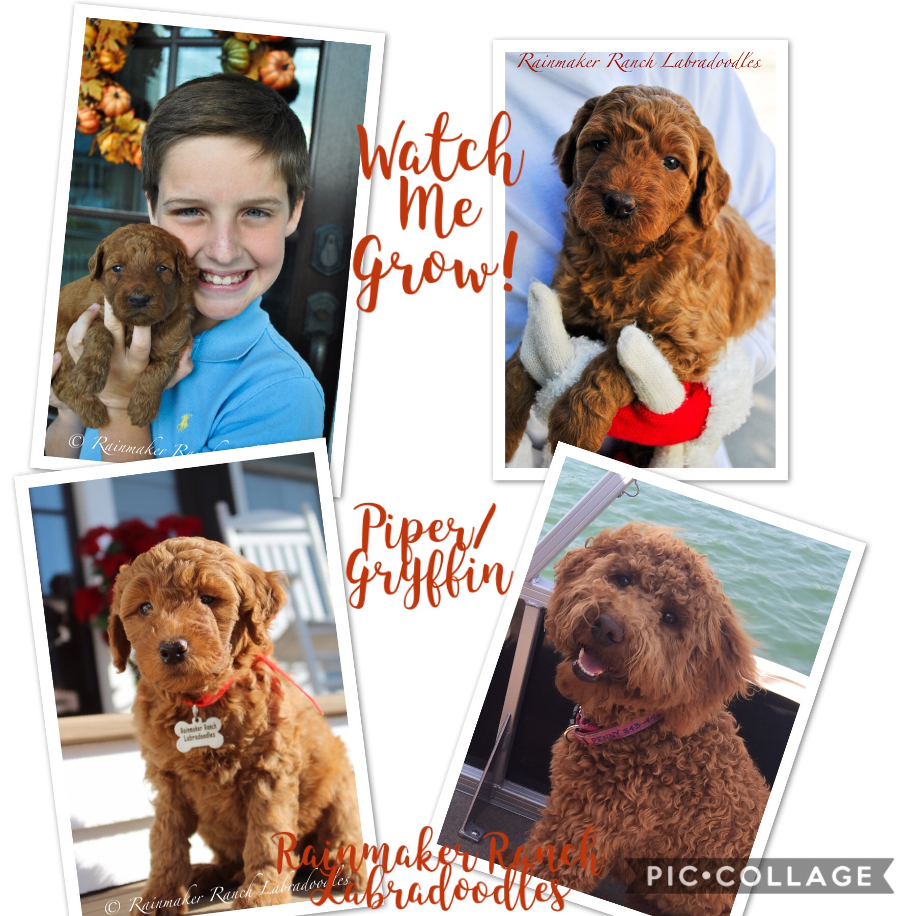 Red Labradoodle Photos